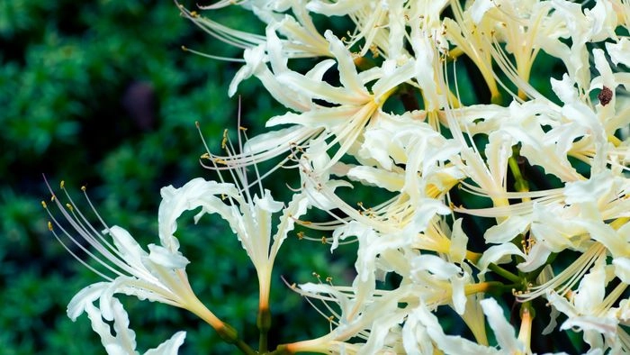 Hoa bỉ ngạn màu trắng đẹp một cách bí ẩn