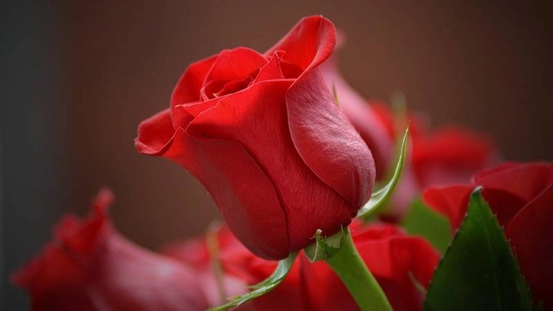 Hình nền máy tính hoa hồng đẹp tinh tế