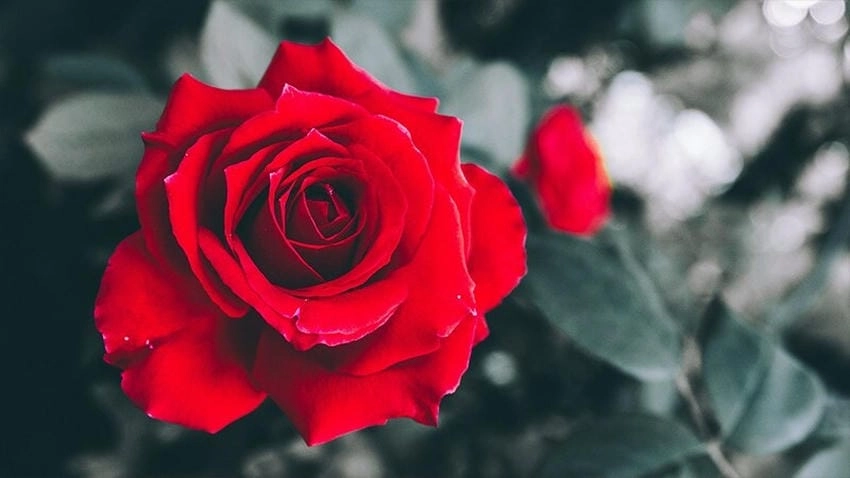 Hình nền hoa hồng ngập tràn cảm xúc nhẹ nhàng