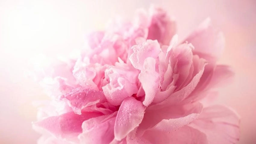 Hình hoa mẫu đơn làm hình nền quyến rũ