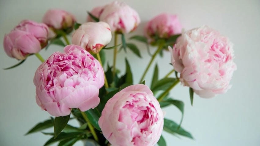 Hoa mẫu đơn wallpaper nghệ thuật đỉnh cao