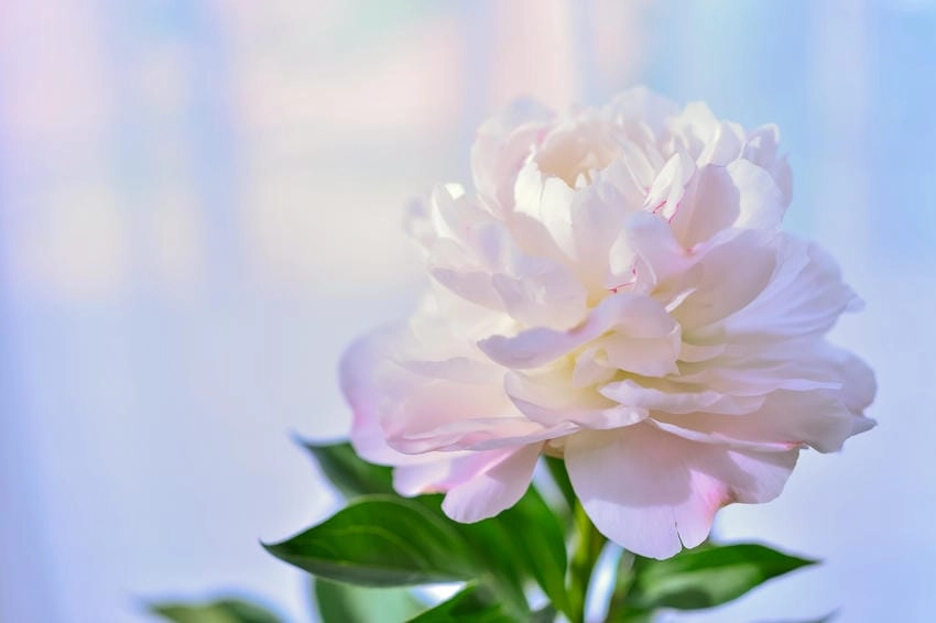 Hoa mẫu đơn hình nền tượng trưng phú quý