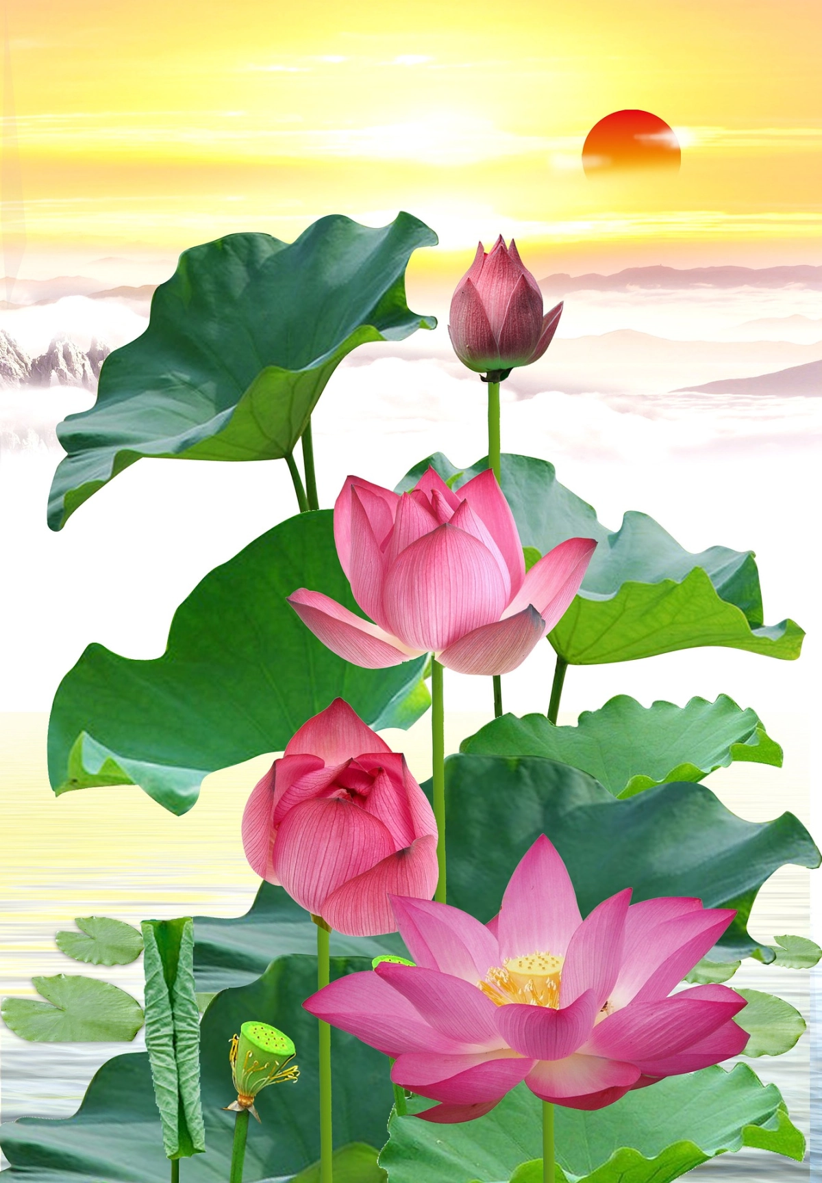 Hình nền điện thoại hoa sen nhẹ nhàng và thanh tịnh