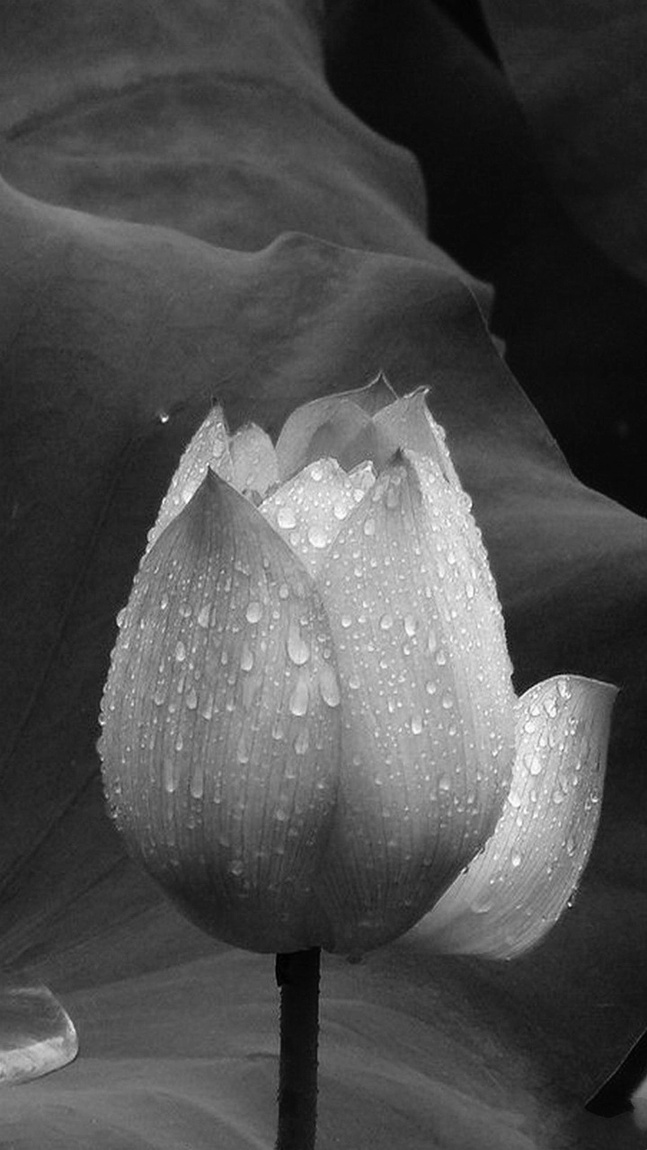 Hình nền đen hoa sen trắng mang ý nghĩa sâu sắc