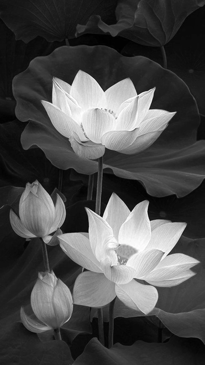 Ảnh hoa sen trắng đen đơn giản nhưng tinh tế