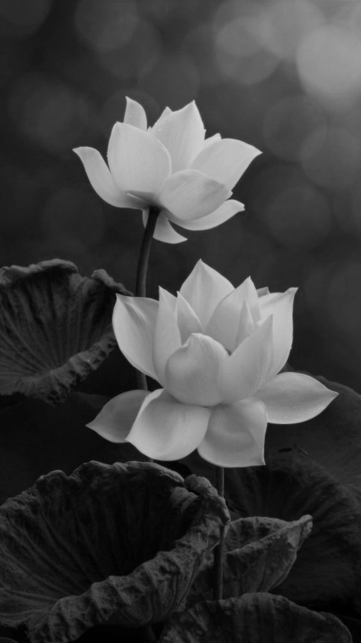 Hình bông sen nền đen tôn vinh vẻ thanh khiết