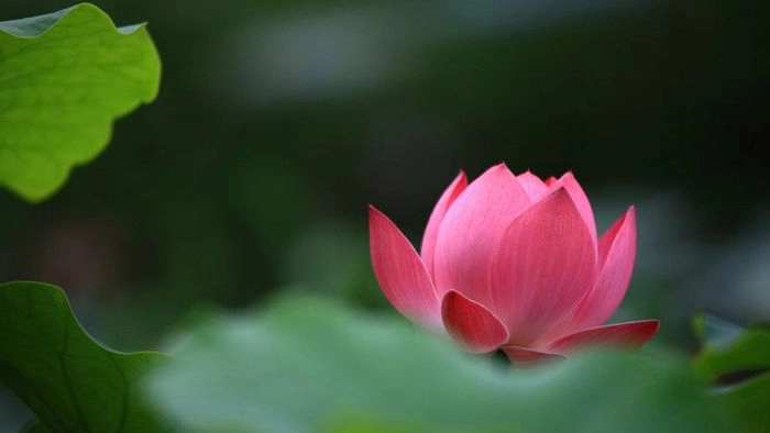 Hình nền pp hoa sen tạo cảm giác yên bình sâu lắng