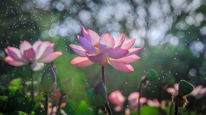 Hình nền hoa sen đẹp đầy chất thơ giữa đời thường