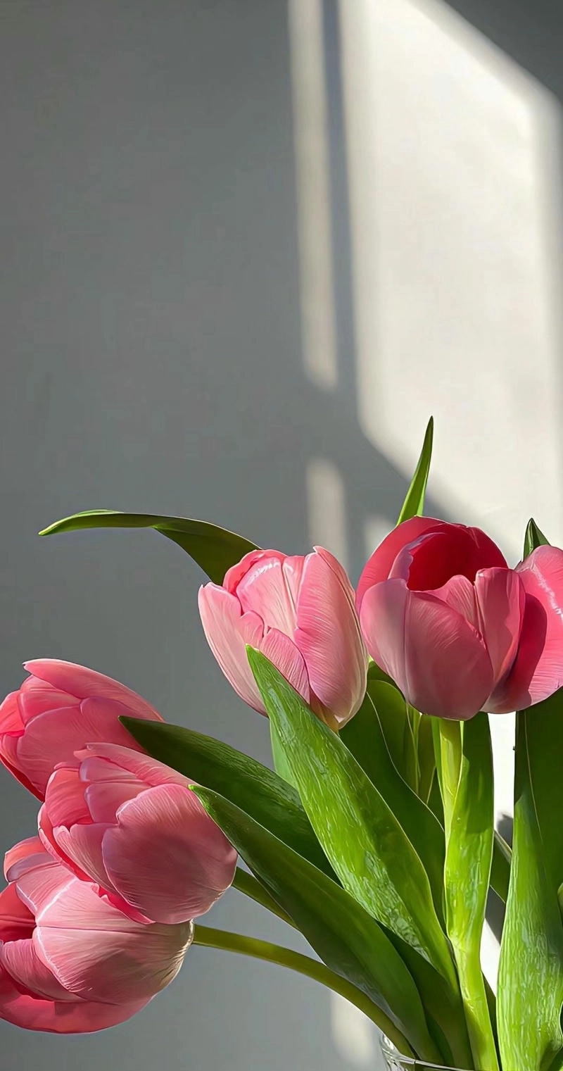 Hình nền đt hoa tulip mộng mơ tuyệt đẹp