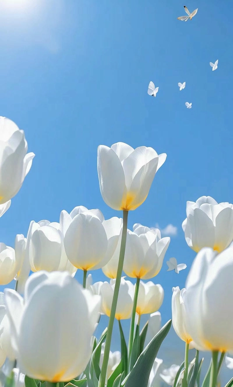 Ảnh hoa tulip trắng tinh khôi đầy cuốn hút