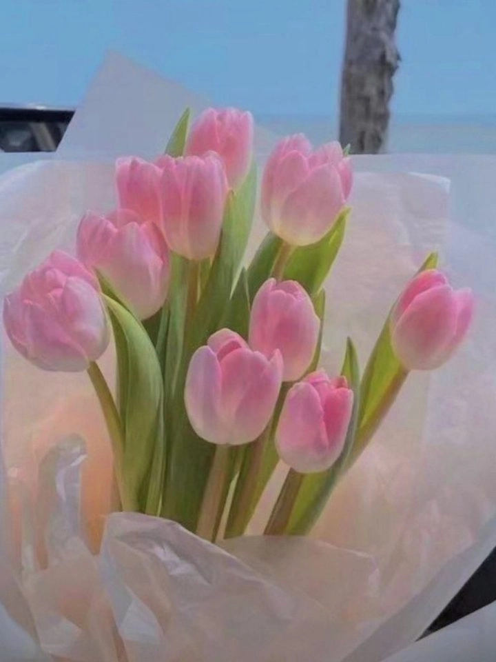 Hoa tulip hình nền mang nét đẹp tinh khôi