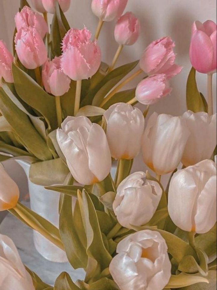 Hoa tulip làm hình nền đẹp rạng ngời