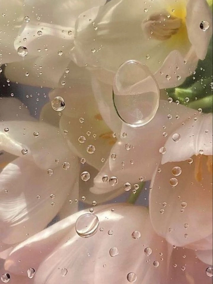 Hình nền hoa tulip chill cho tâm hồn lặng