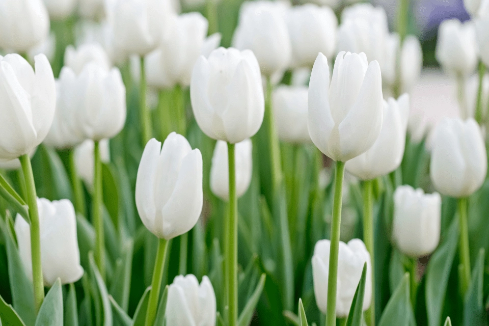 Ảnh nền hoa tulip mang vẻ đẹp thanh nhã