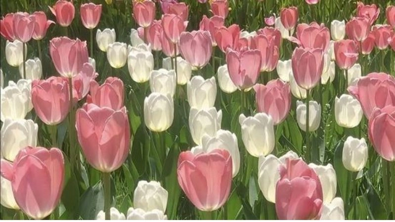 Hình ảnh hoa tulip nhẹ nhàng mà rực rỡ