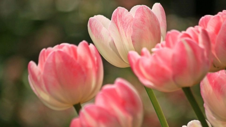 Hình ảnh về hoa tulip đậm chất nghệ thuật
