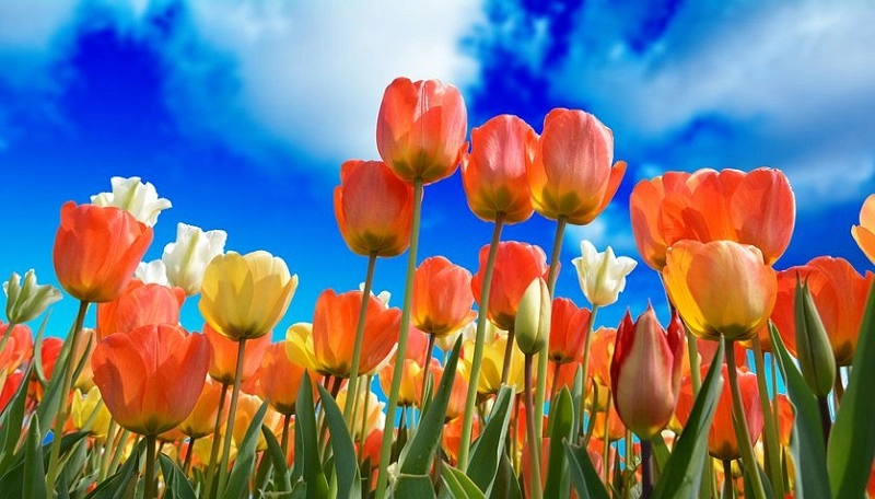 Hình nền máy tính hoa tulip đầy cuốn hút
