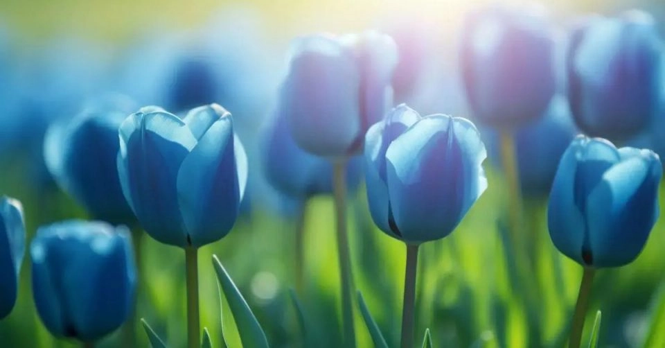 Ảnh hoa tulip đẹp rạng rỡ cả không gian