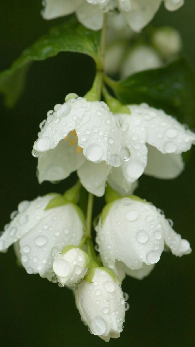 Hình nền điện thoại hoa nhài đẹp tinh tế