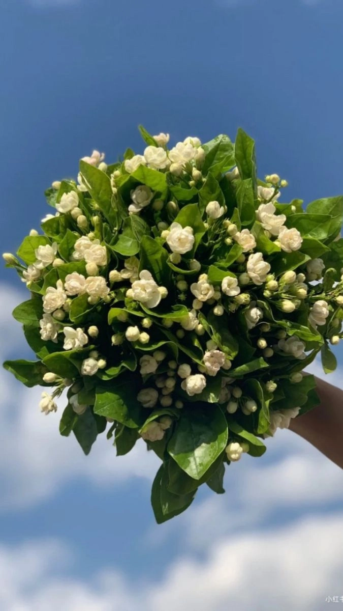 Ảnh hoa nhài làm hình nền điện thoại