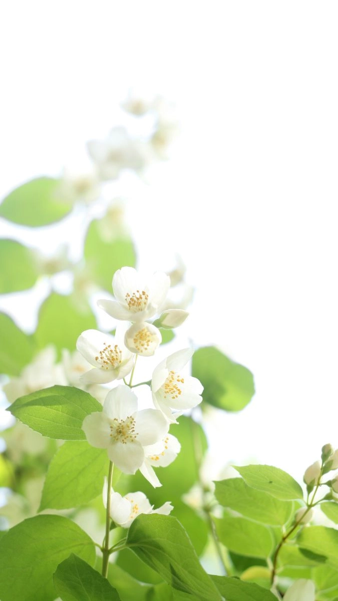 Hoa nhài làm hình nền điện thoại ý nghĩa