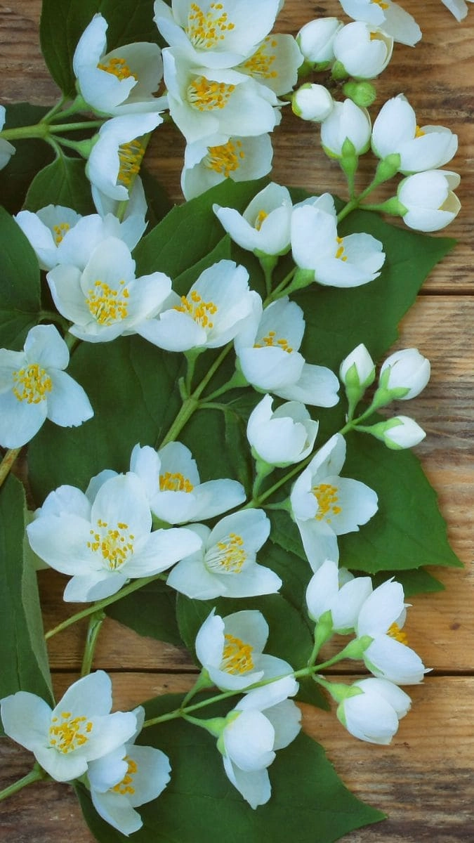 Hình nền đt hoa nhài thanh khiết dịu dàng