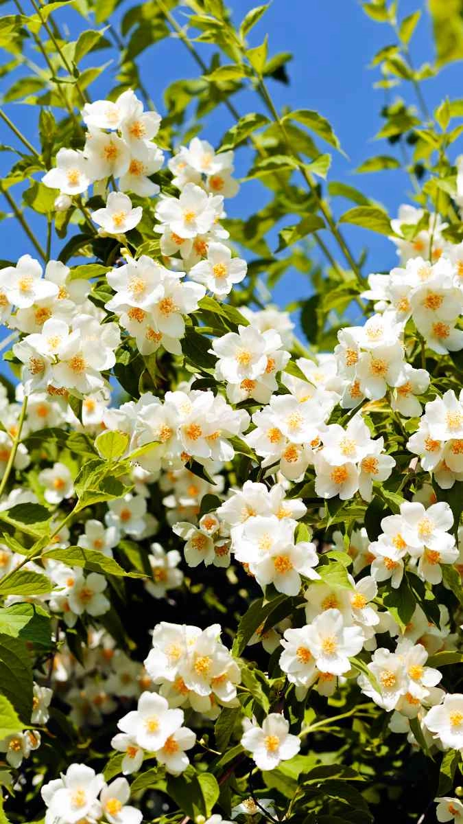 Để hình nền hoa nhài có ý nghĩa gì