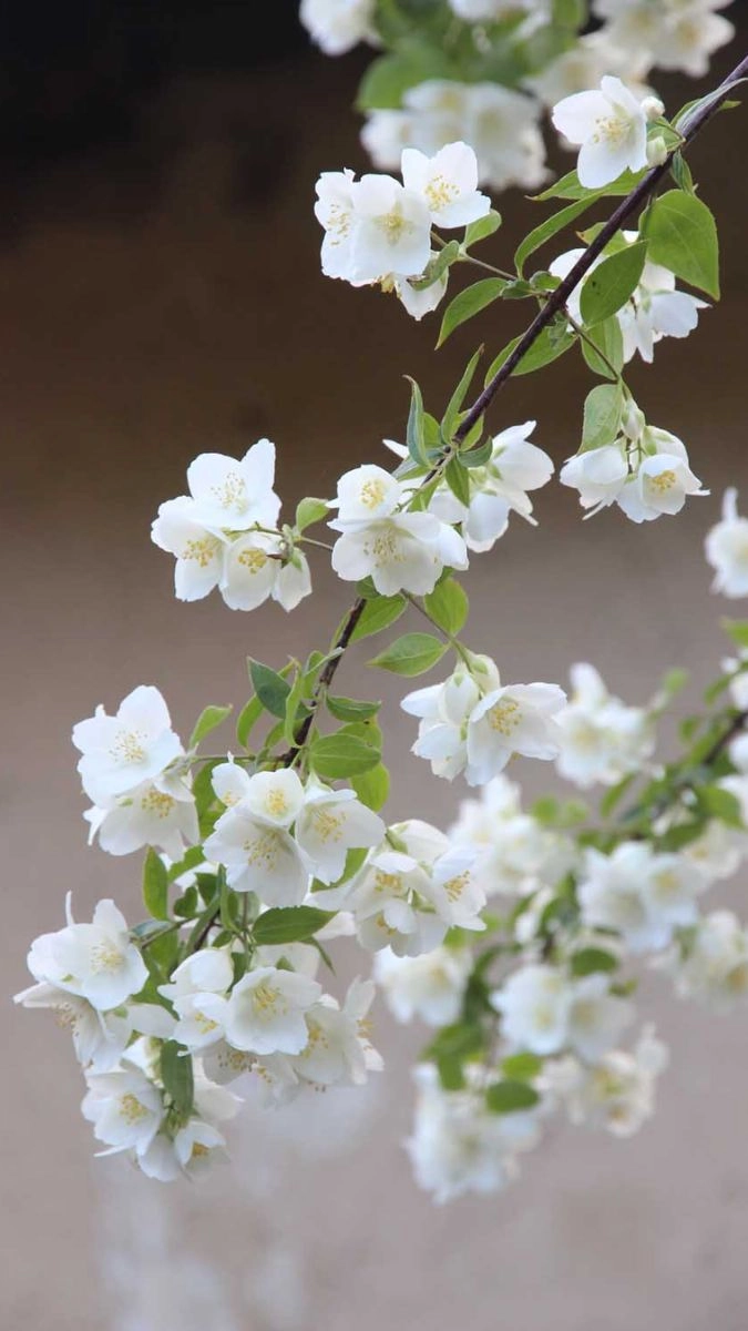 Hình nền hoa nhài có ý nghĩa gì đặc biệt