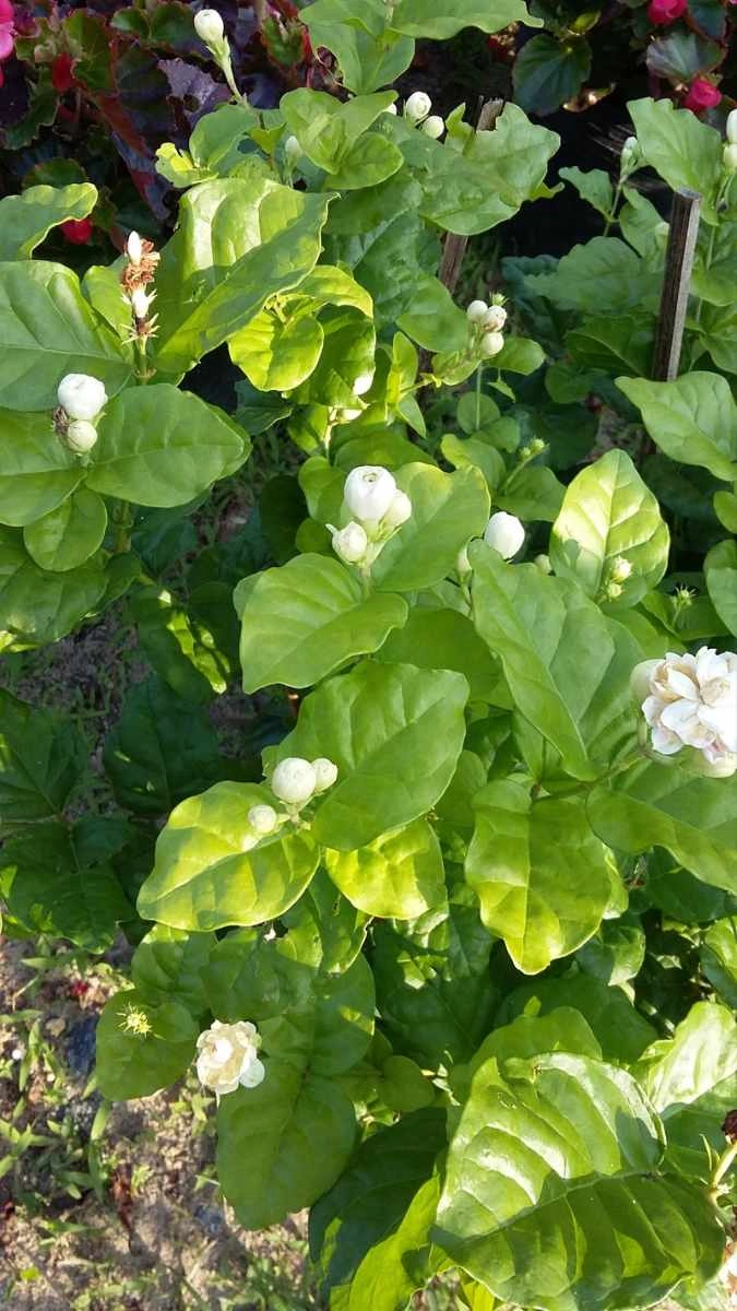 Hình nền hoa nhài hợp mệnh gì phong thủy