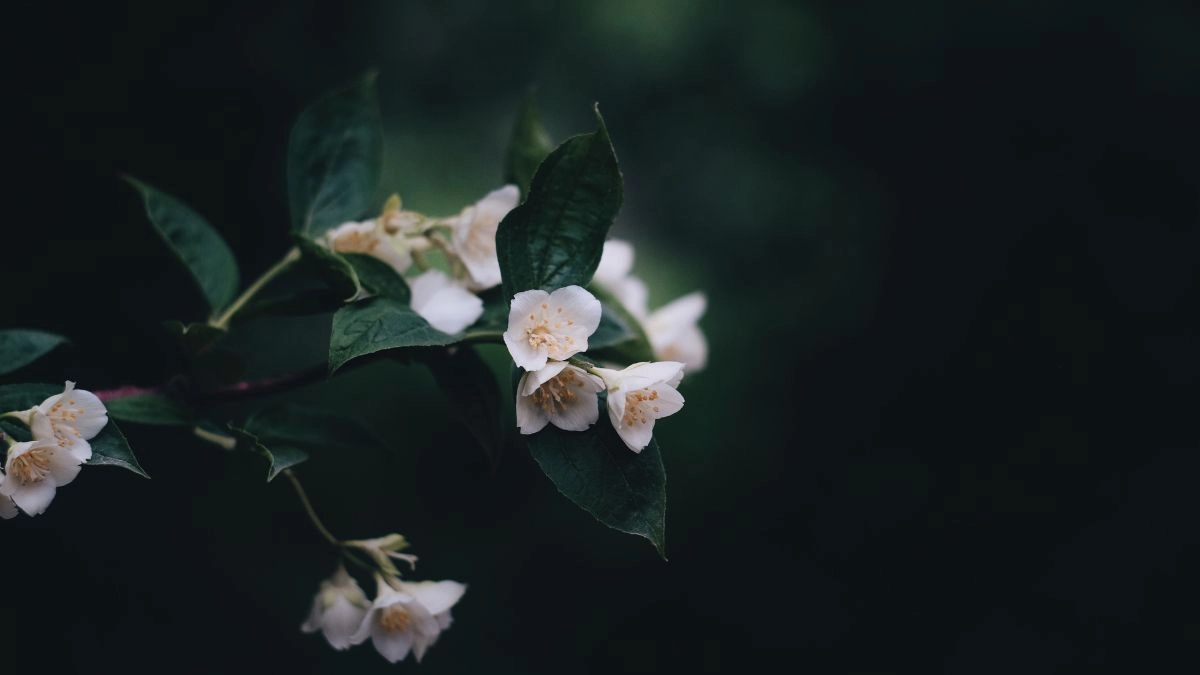 Hình nền hoa nhài 4k chất lượng cao