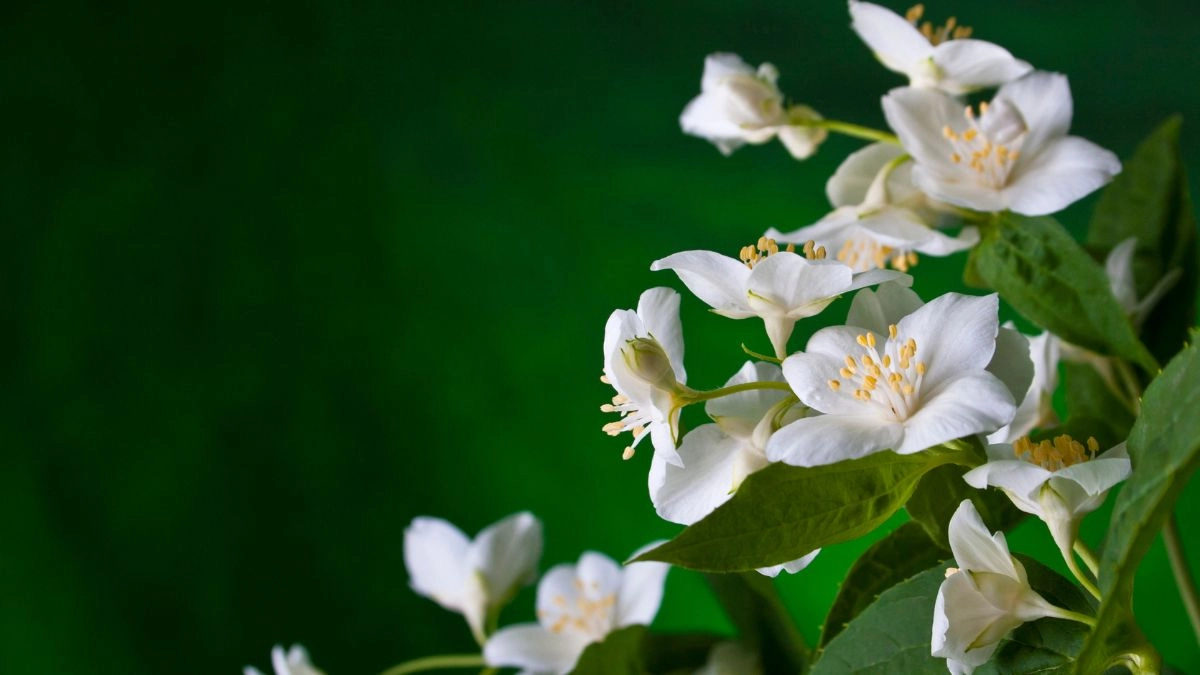 Tâm linh hình nền hoa nhài thanh tịnh