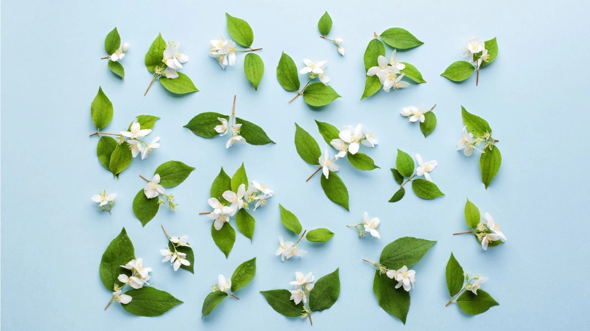 Hoa nhài hình nền nền trắng thuần khiết