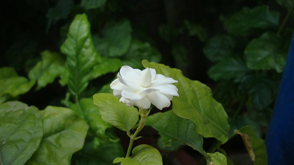 Hình nền hoa nhài trắng đẹp tinh tế