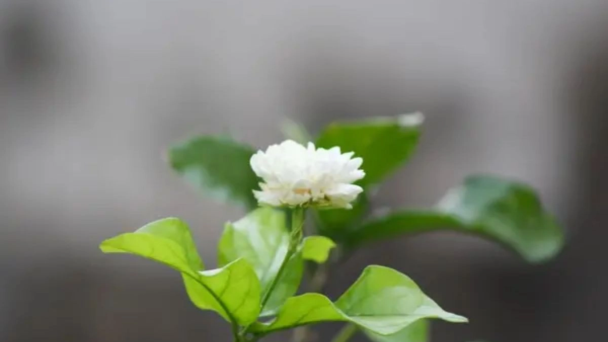 Ý nghĩa hình nền hoa nhài nhẹ nhàng