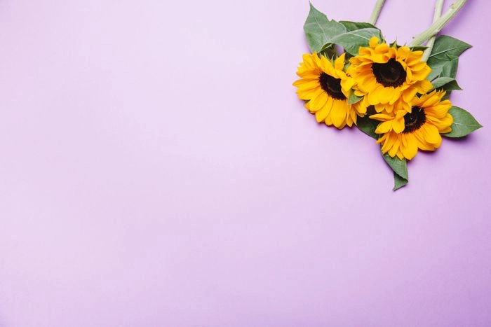 Hình ảnh hoa hướng dương đẹp đầy tươi mới