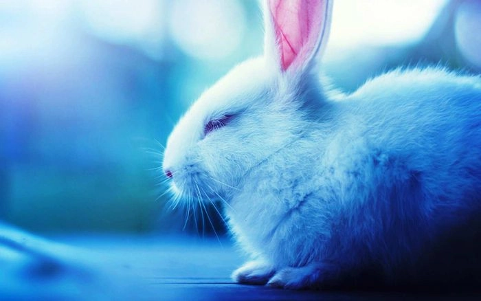 Hình nền máy tính thỏ cute dễ thương ngộ nghĩnh