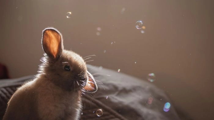 Ảnh con thỏ cute dịu dàng dễ thương thu hút ánh nhìn