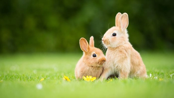 Cute hình nền thỏ ngộ nghĩnh tinh nghịch dễ mến