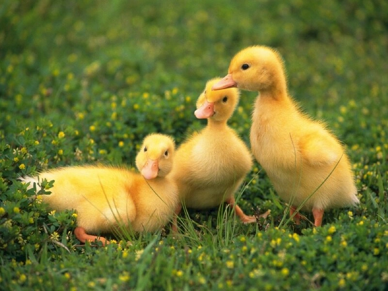 Hình nền máy tính con vịt cute dễ thương hút mắt