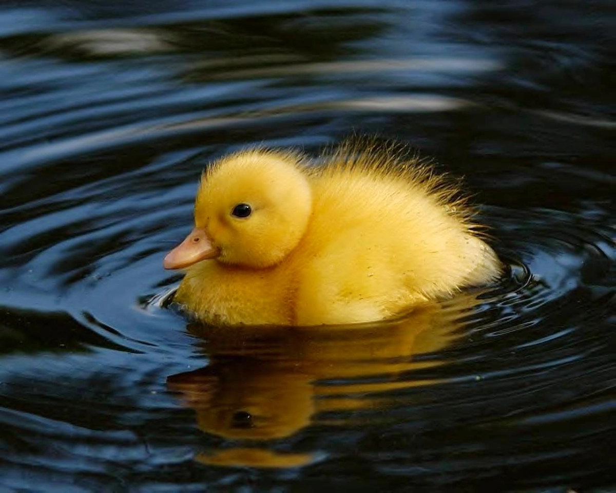 Hình nền con vịt ngộ nghĩnh làm sáng màn hình