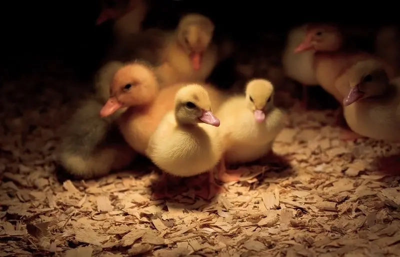 Ảnh vịt cute ngốc nghếch tạo nét hài hước tinh nghịch