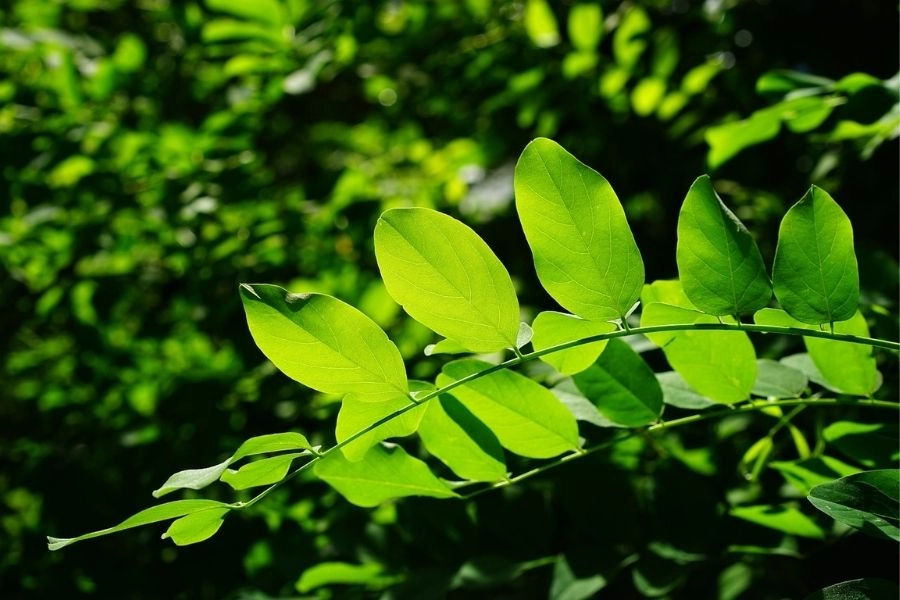 Hình nền máy tính màu xanh lá cây làm dịu mắt