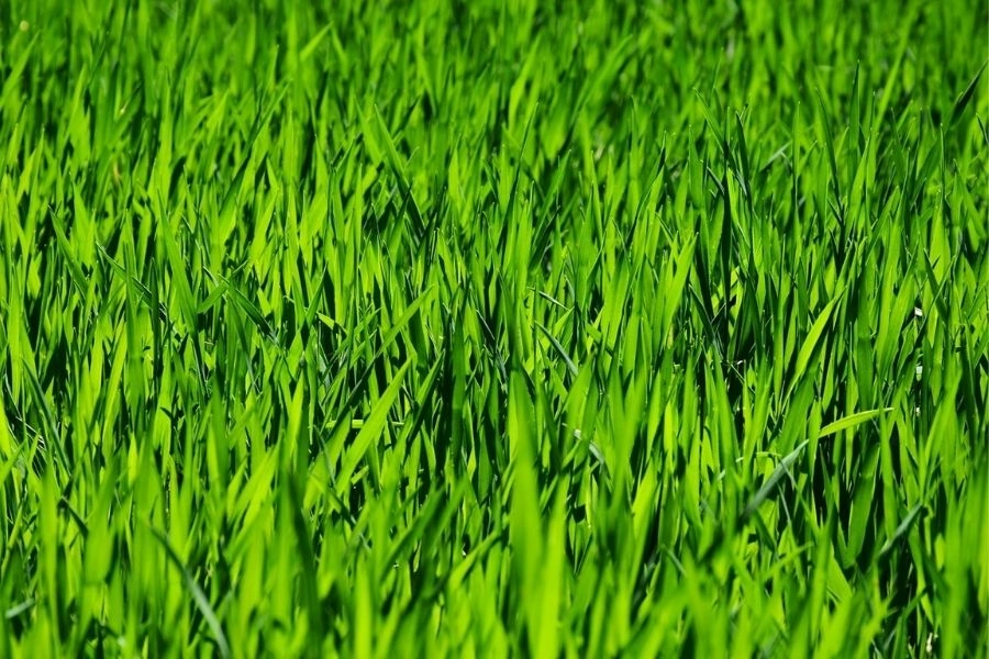 Hình nền màu xanh lá đậm tạo điểm nhấn mạnh mẽ
