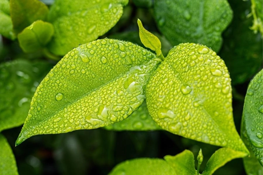 Hình nền màu xanh bạc hà mang cảm giác mát lạnh