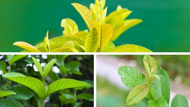 Búp ổi có tác dụng gì là giúp trị mụn viêm và làm se da tự nhiên