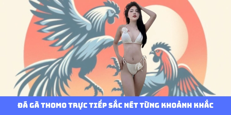 Đá gà Thomo trực tiếp sắc nét từng khoảnh khắc