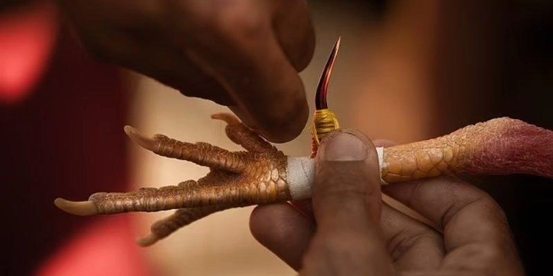 Đá gà cựa sắt – những điều bạn chưa biết