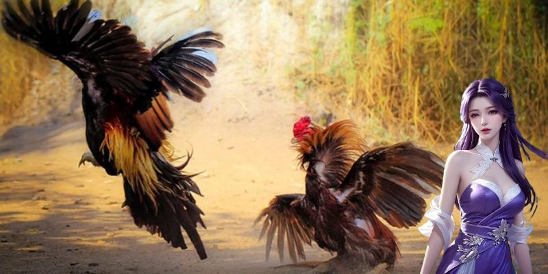 Tổng quan về đá gà HB88 sân chơi cá cược đỉnh cao