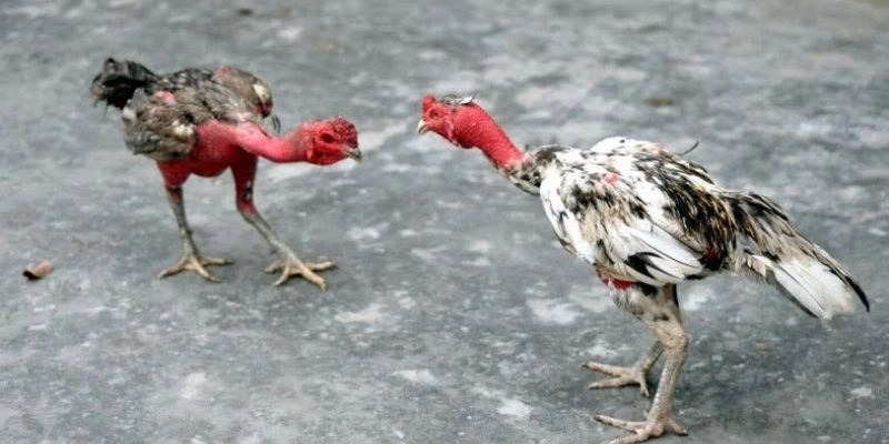 Các thể loại đá gà HB88 phổ biến nhất