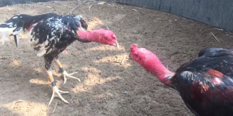 Kinh nghiệm chia sẻ giúp tăng cơ hội thắng tại đá gà HB88